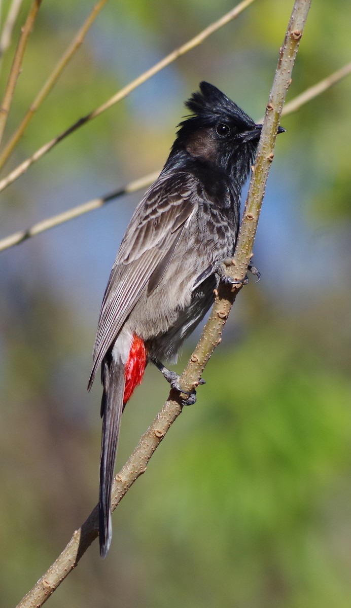 Bulbul à ventre rouge - ML77871831