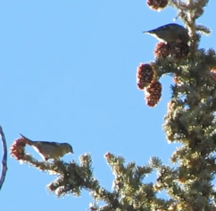 White-winged Crossbill - ML77872671