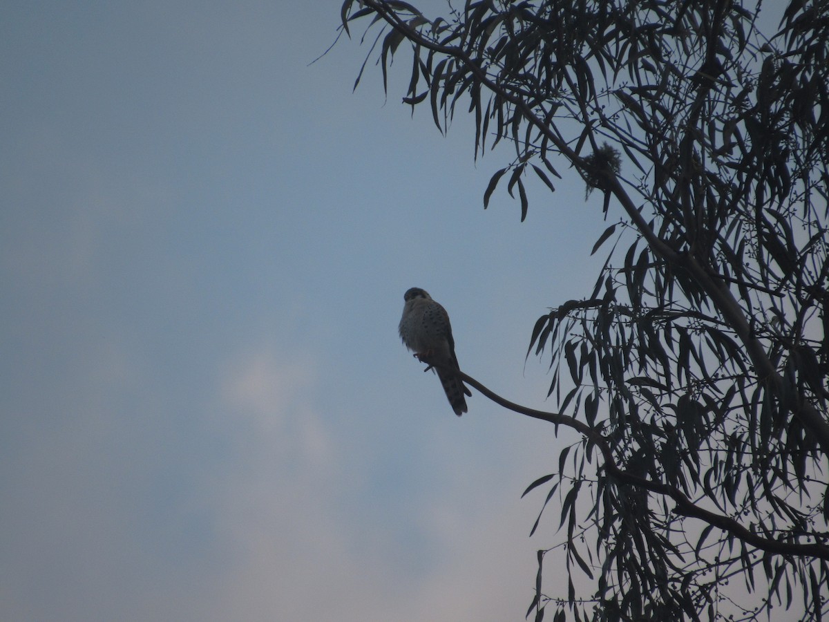 American Kestrel - André  Menini