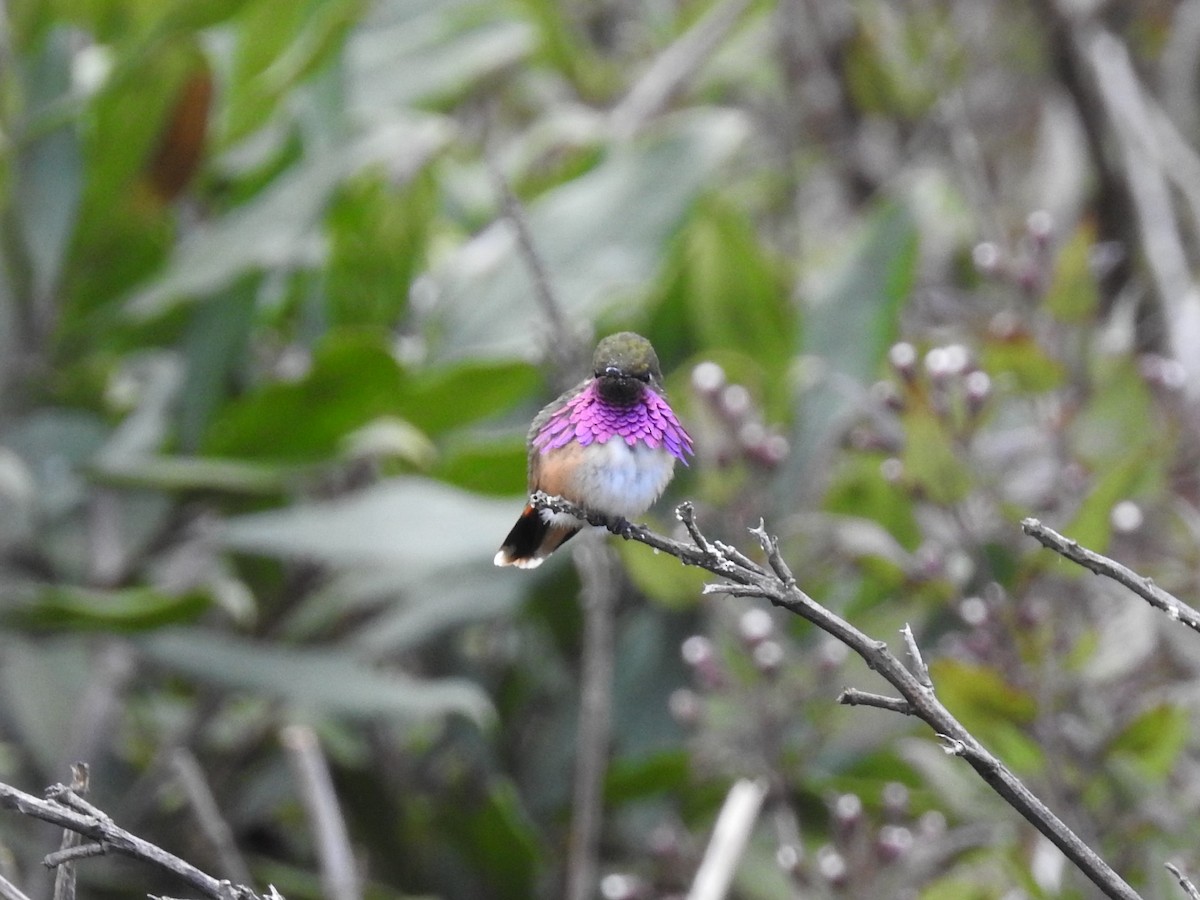 Wine-throated Hummingbird - ML77873351