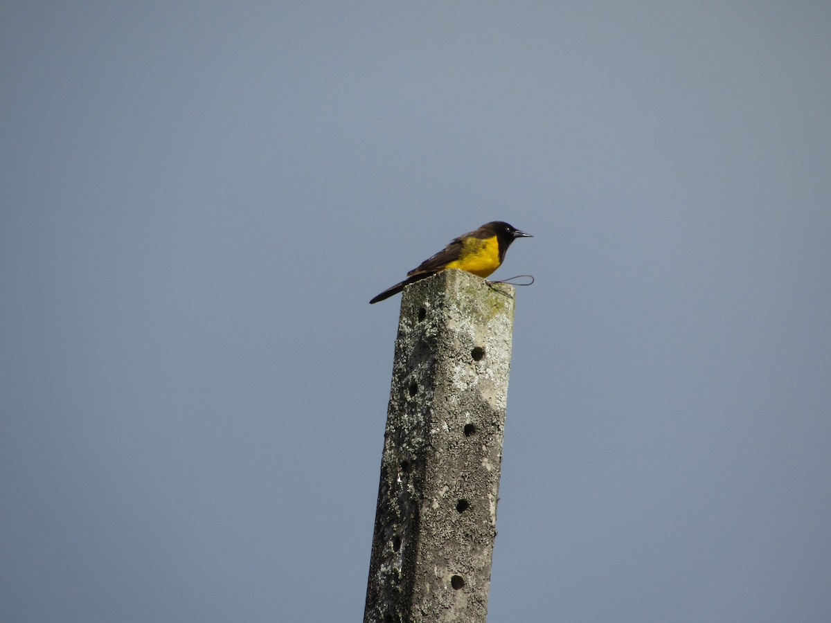 Yellow-rumped Marshbird - André  Menini