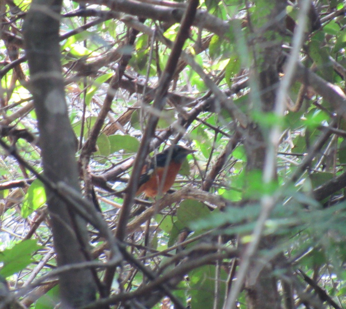 Blue-capped Rock-Thrush - ML77873841