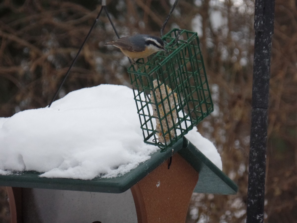 Red-breasted Nuthatch - ML77873861