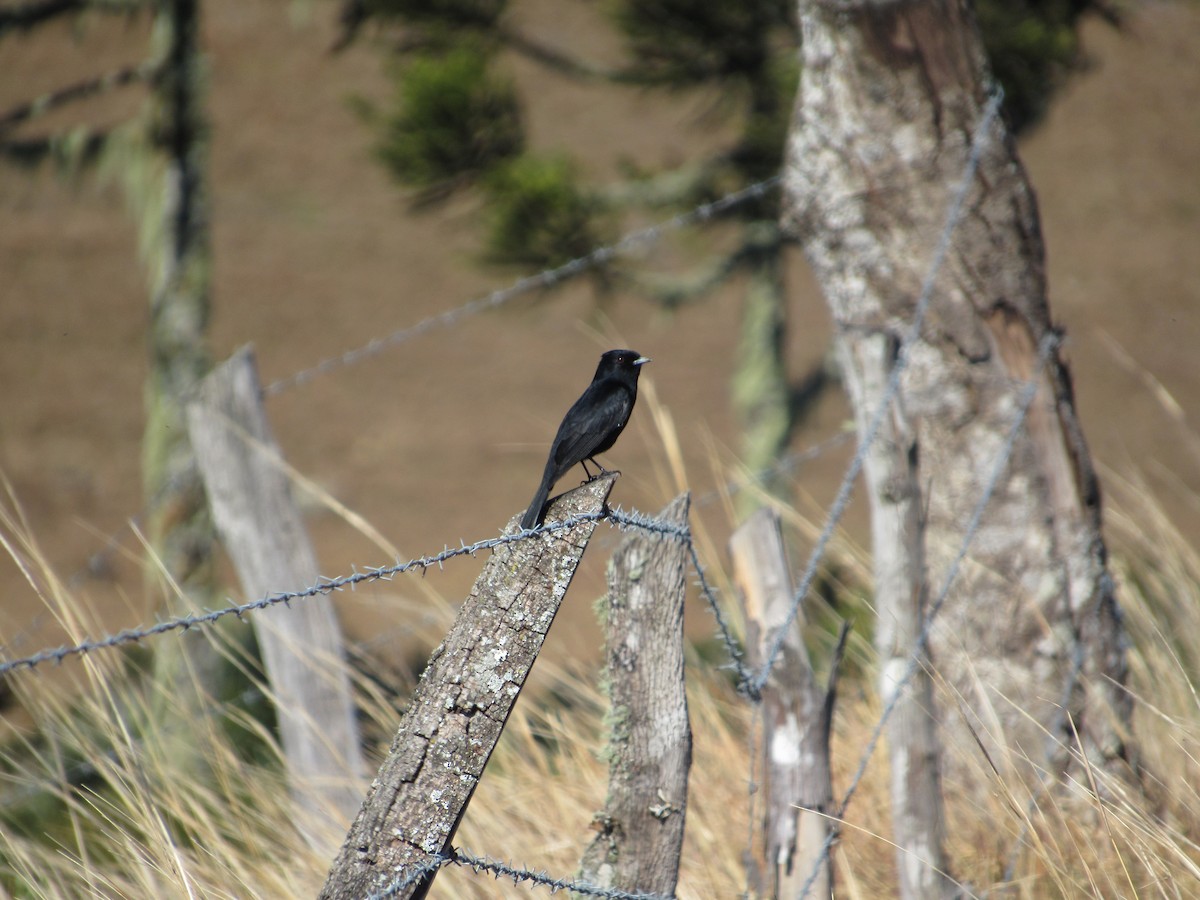 Velvety Black-Tyrant - André  Menini