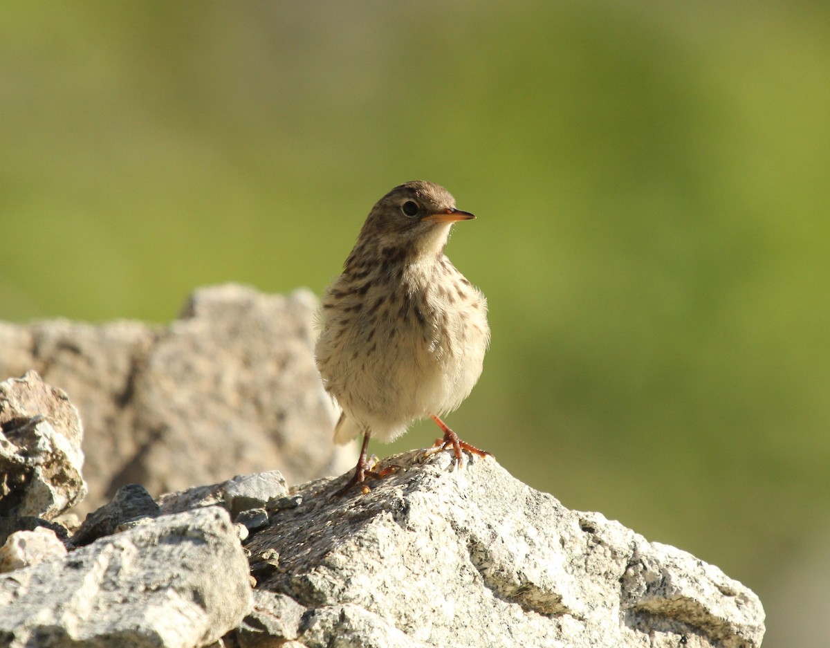 Water Pipit - ML77874051