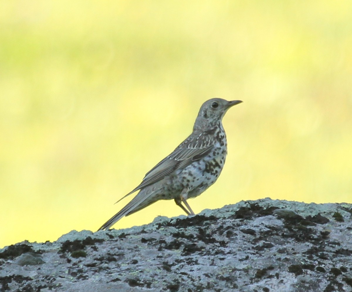 Mistle Thrush - ML77874071