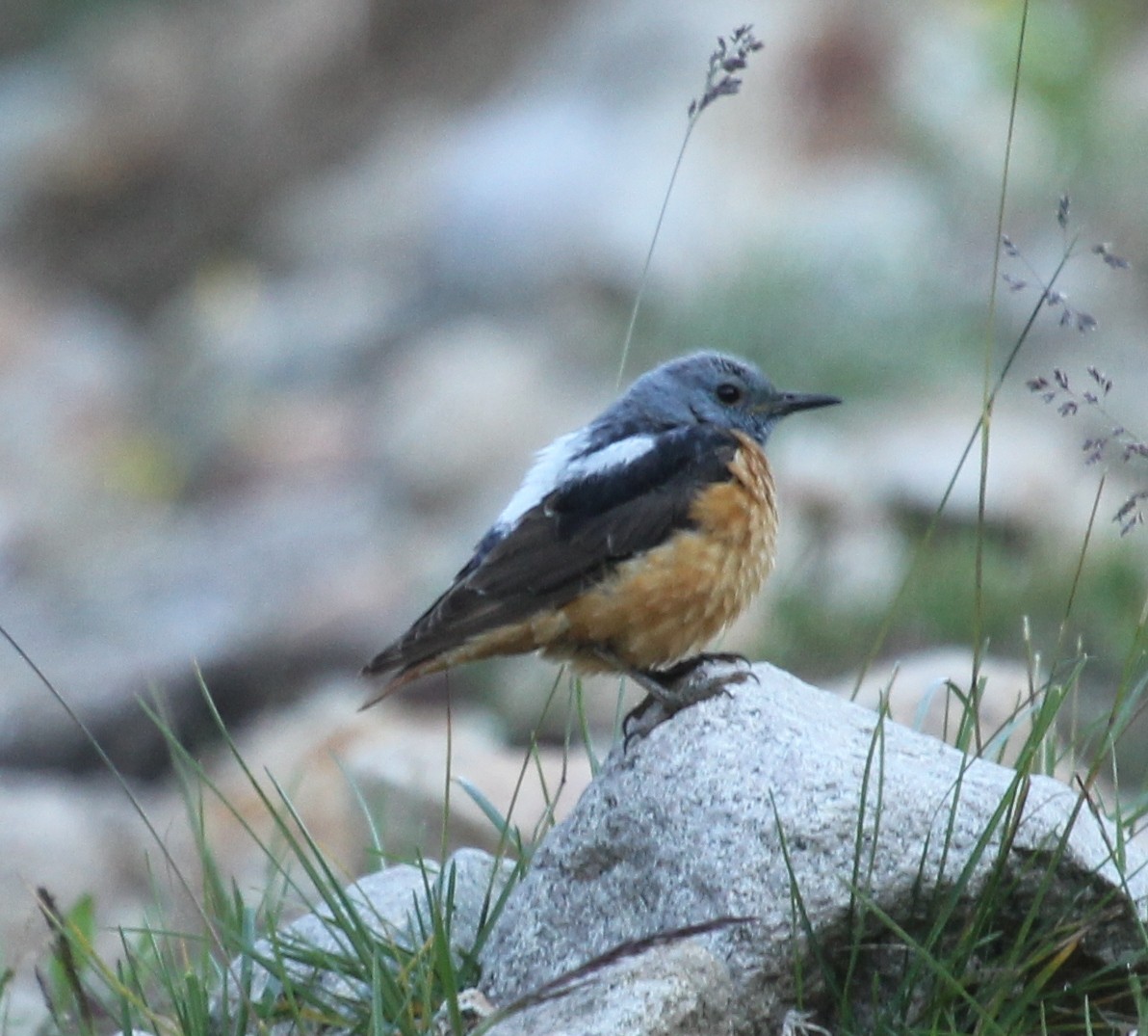 Rufous-tailed Rock-Thrush - ML77874151