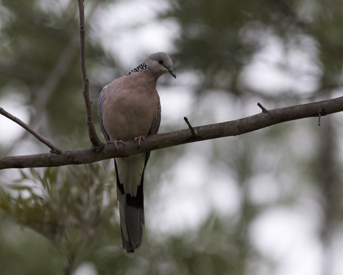 Spotted Dove - jaya samkutty