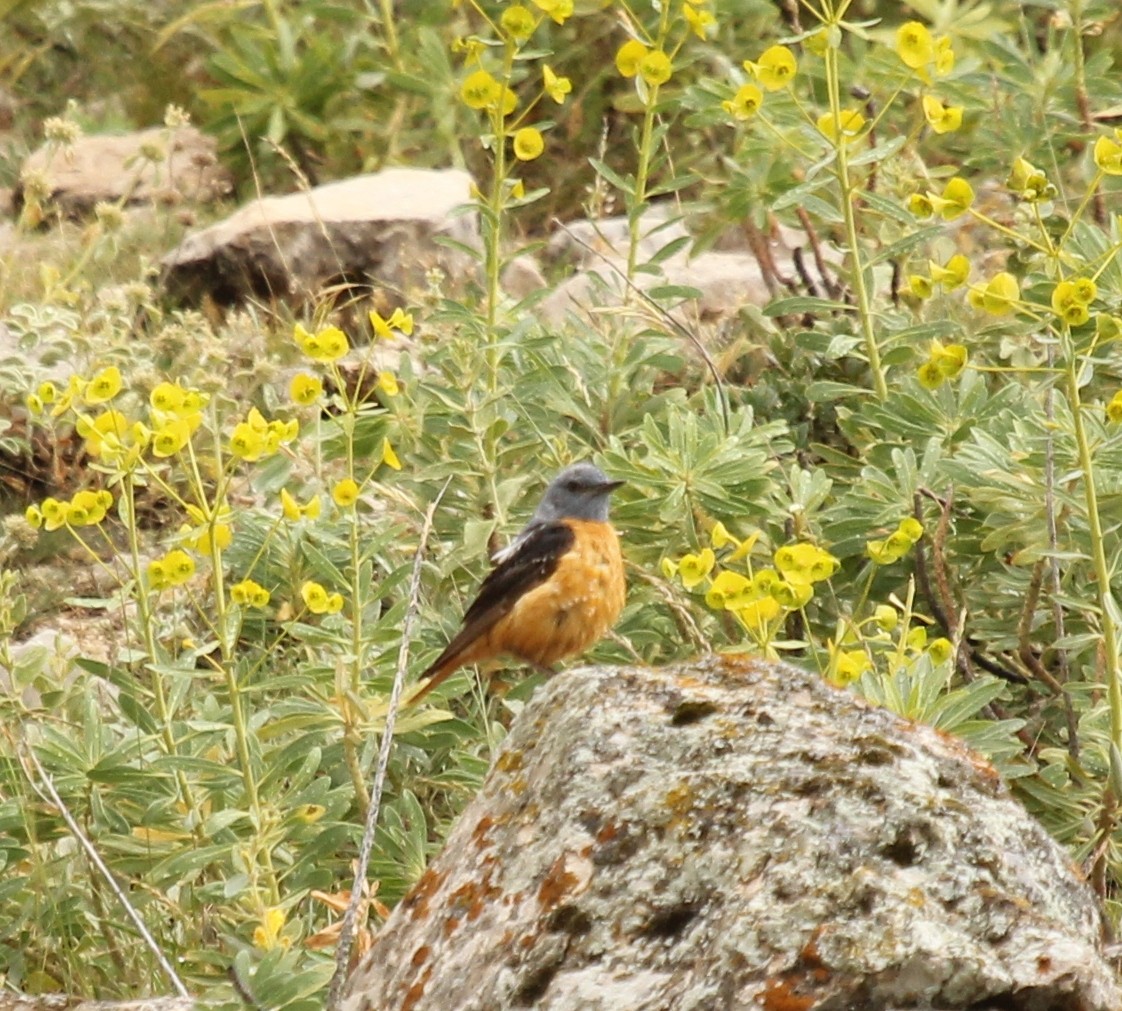 Rufous-tailed Rock-Thrush - ML77875001