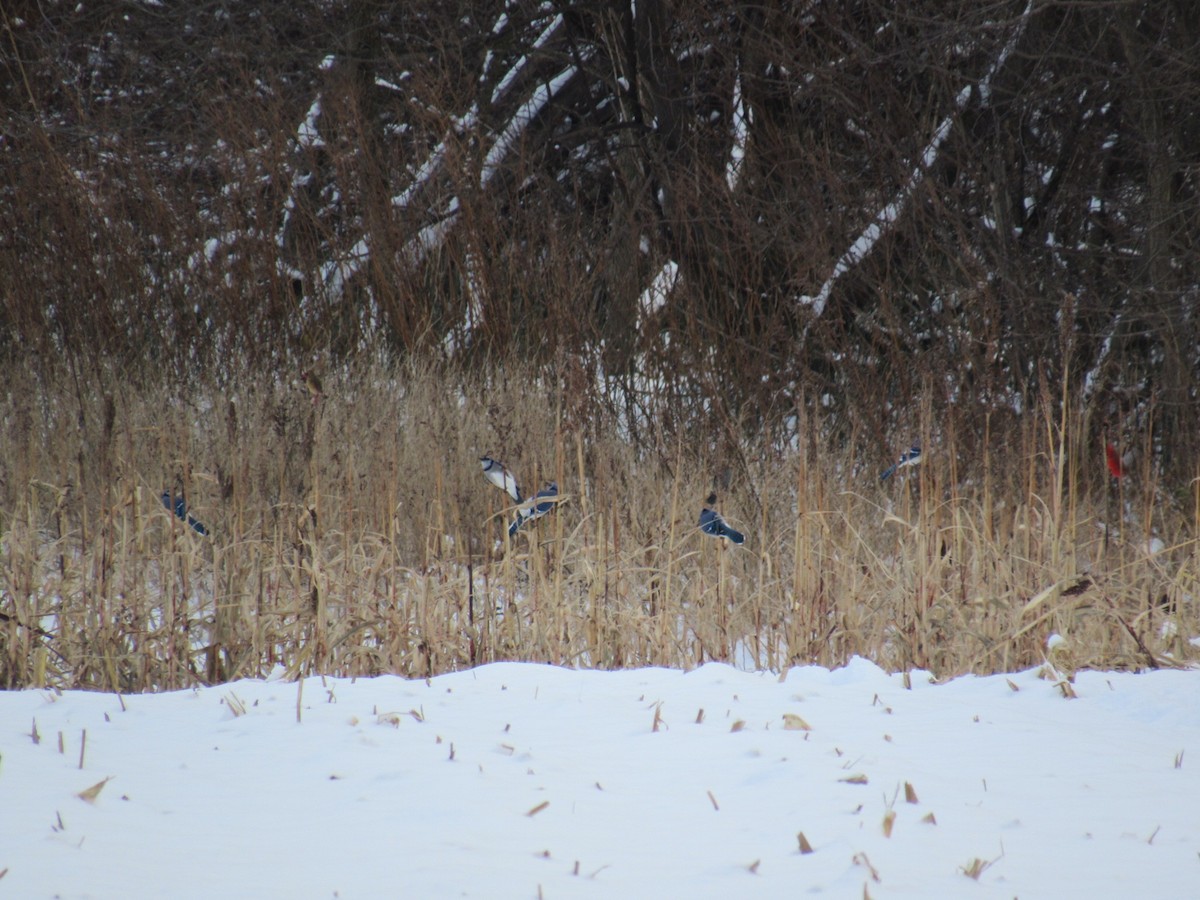 Blue Jay - ML77875631