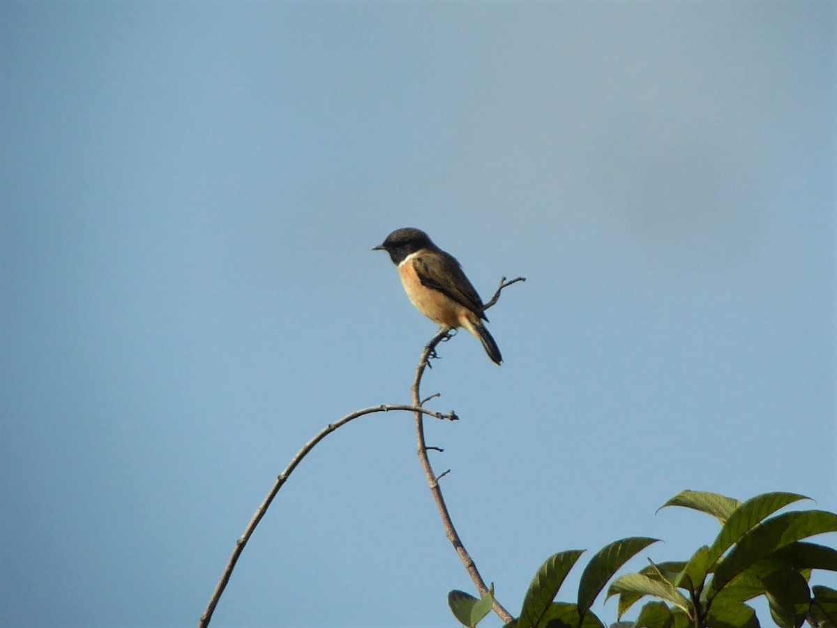 Siberian Stonechat (Przevalski's) - ML77875821