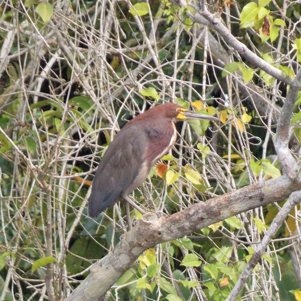 Rufescent Tiger-Heron - ML77875911