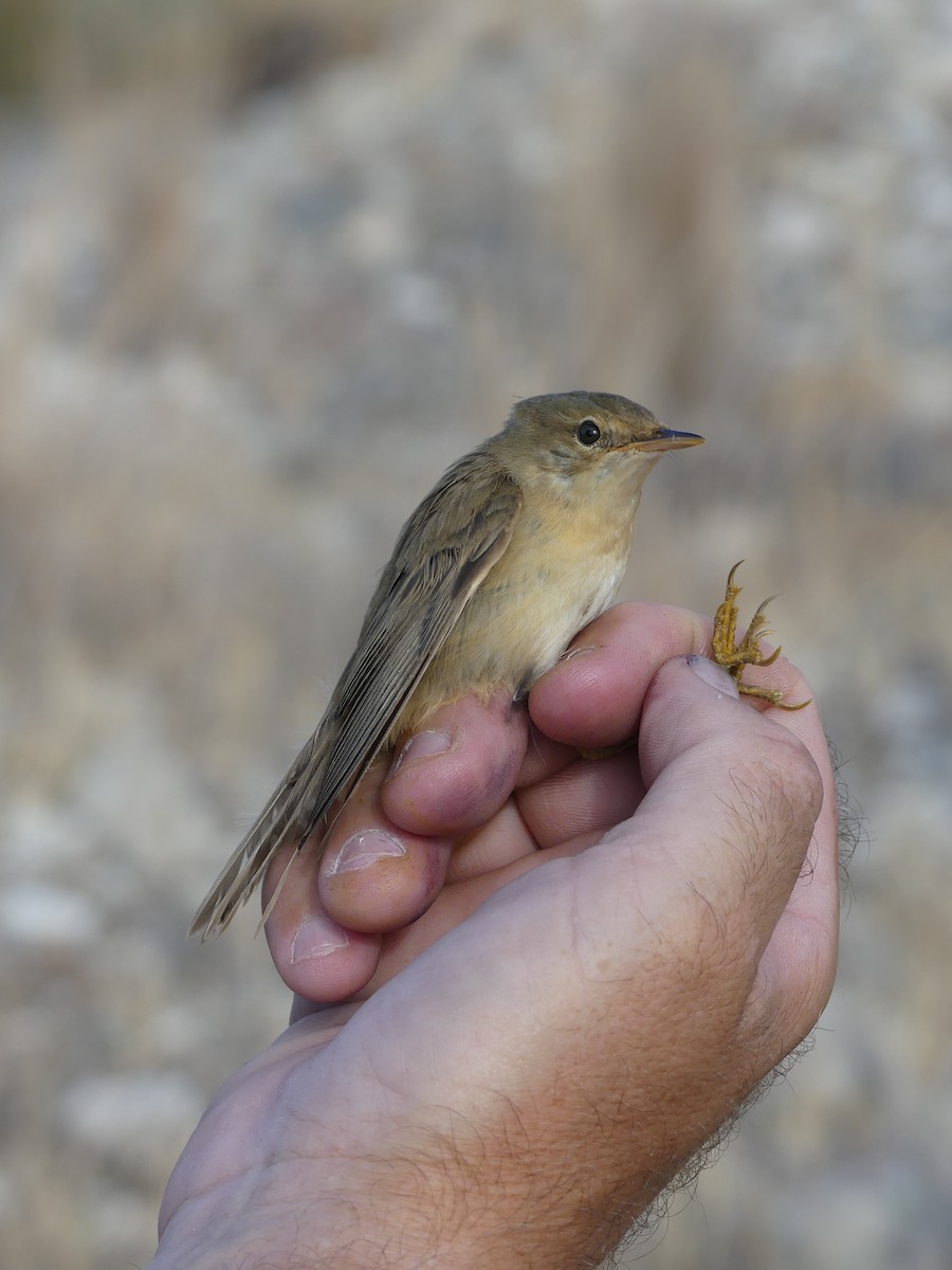 Marsh Warbler - ML77876201