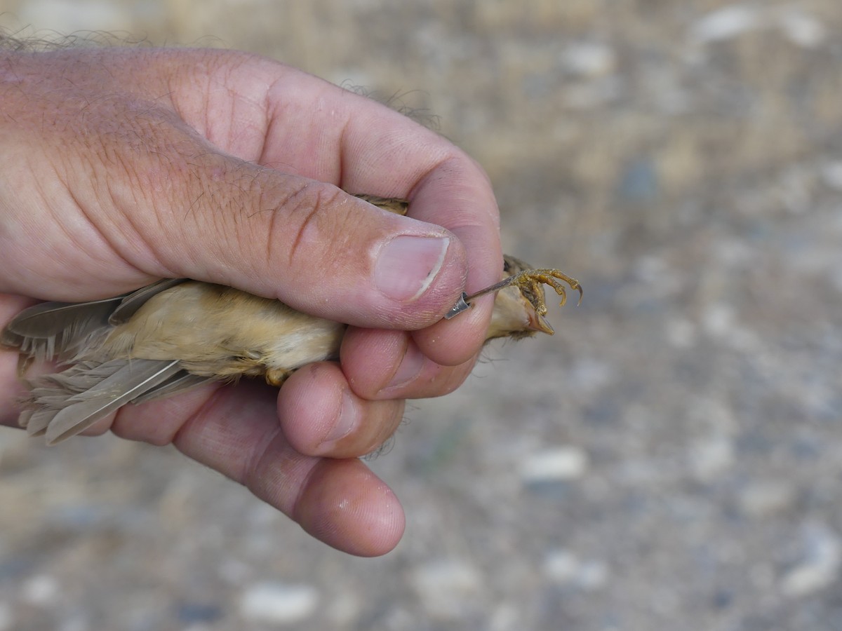 Marsh Warbler - ML77876261