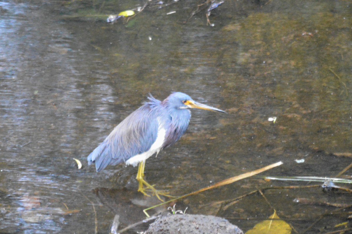 Tricolored Heron - Carlos Mancera (Tuxtla Birding Club)