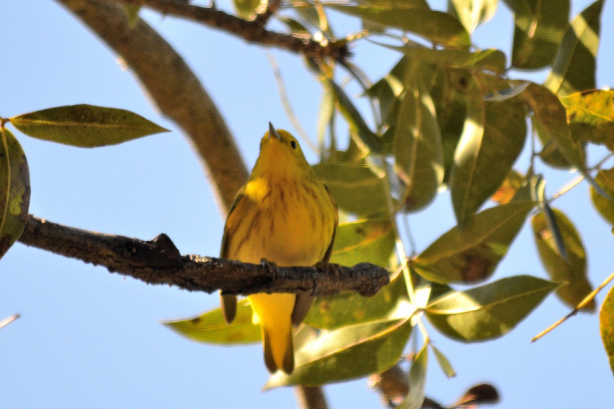 Yellow Warbler - ML77876511