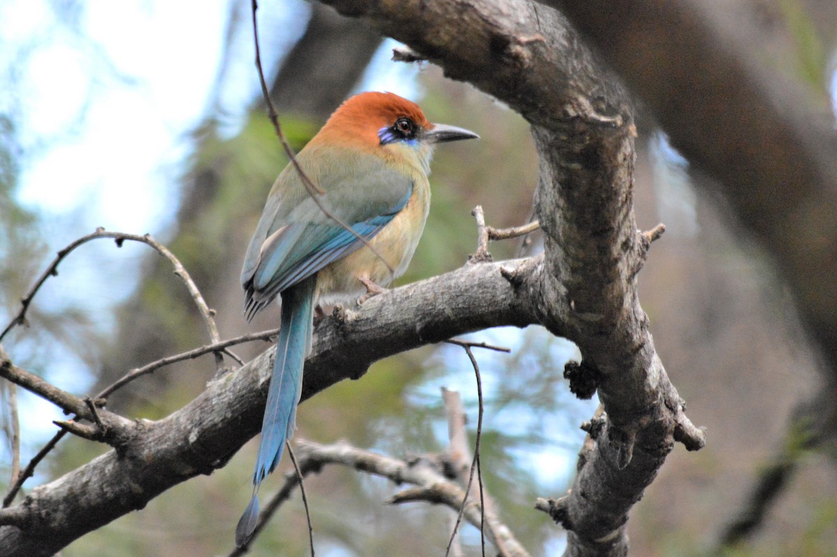 Russet-crowned Motmot - ML77876671