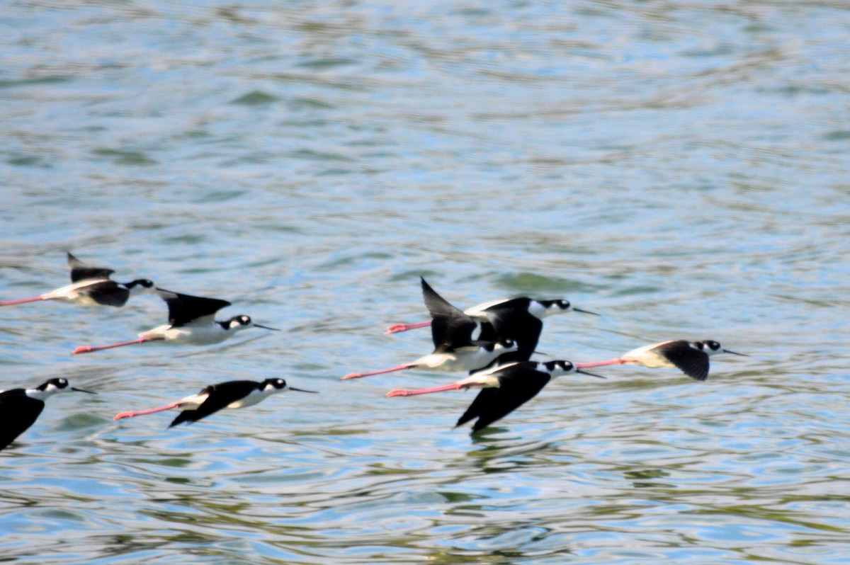 Black-necked Stilt - ML77876701