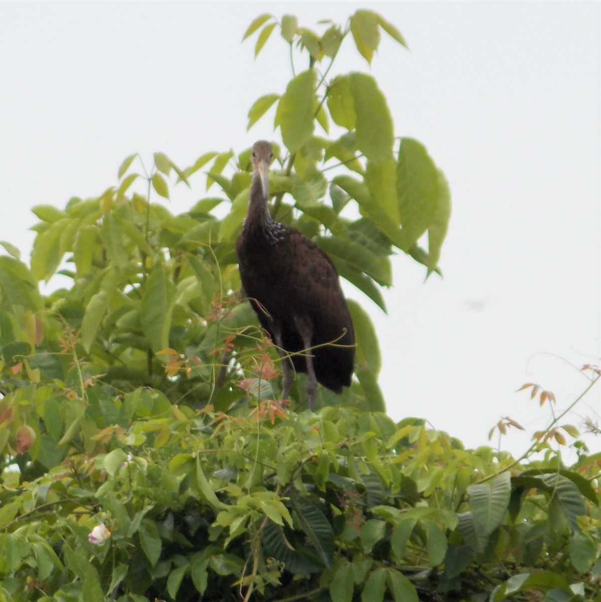 Limpkin - ML77876931