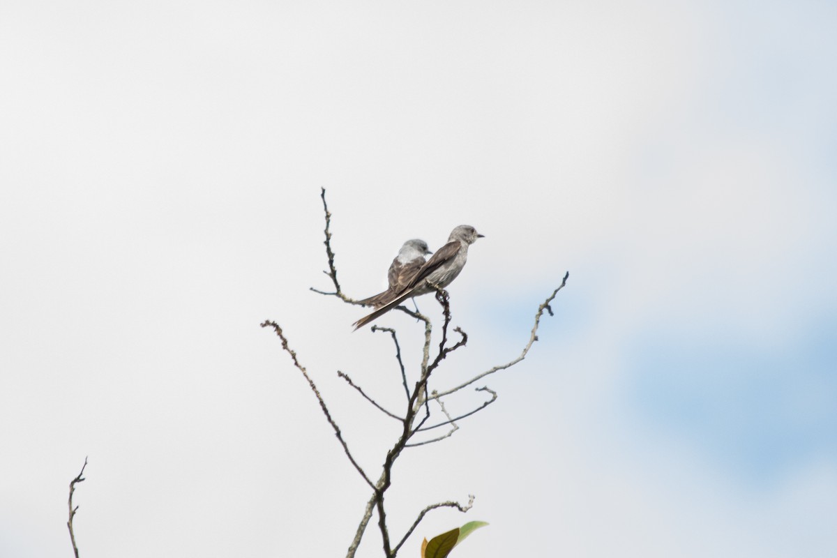 Shear-tailed Gray Tyrant - André  Menini