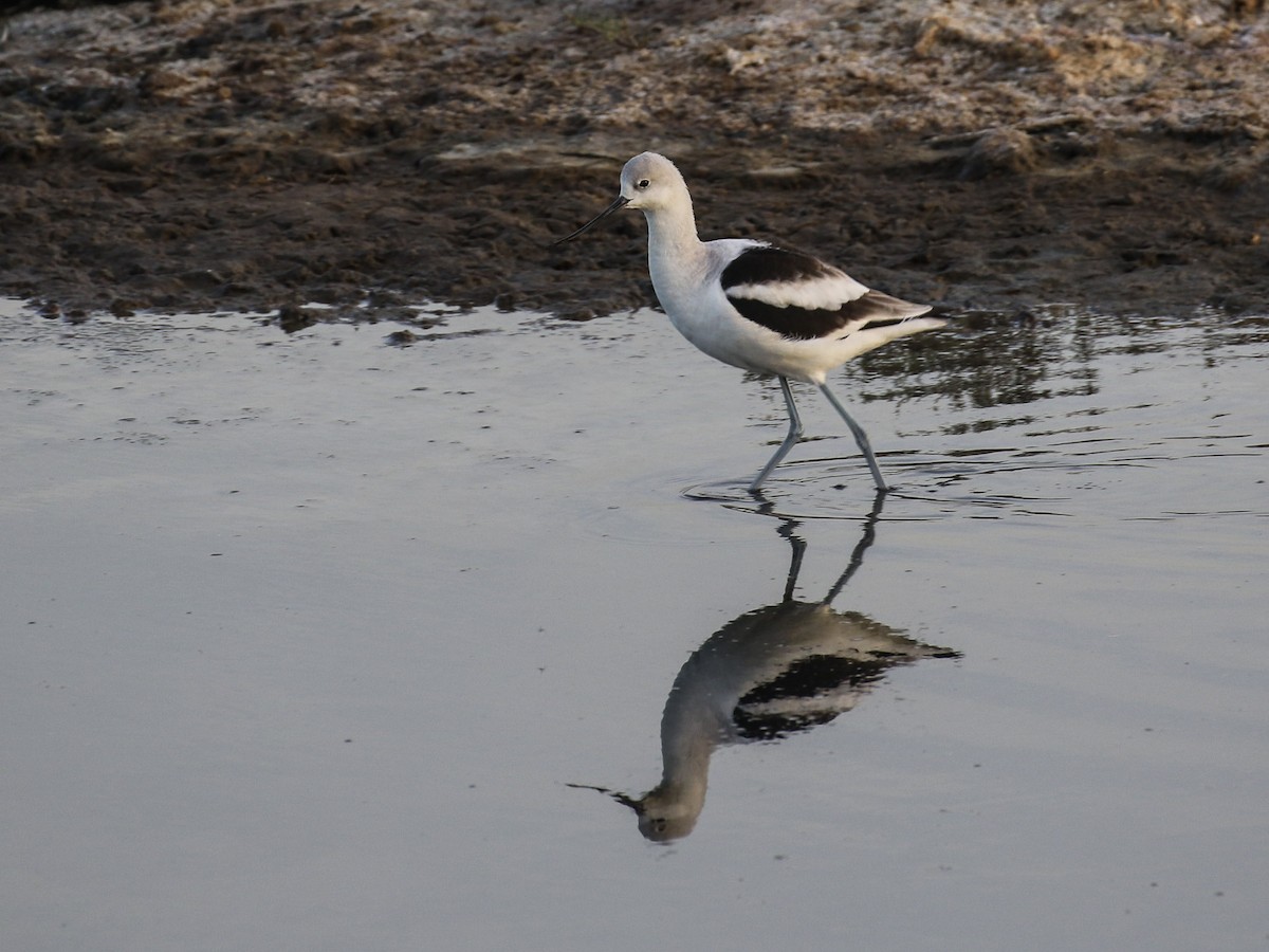 American Avocet - Bruce Aird