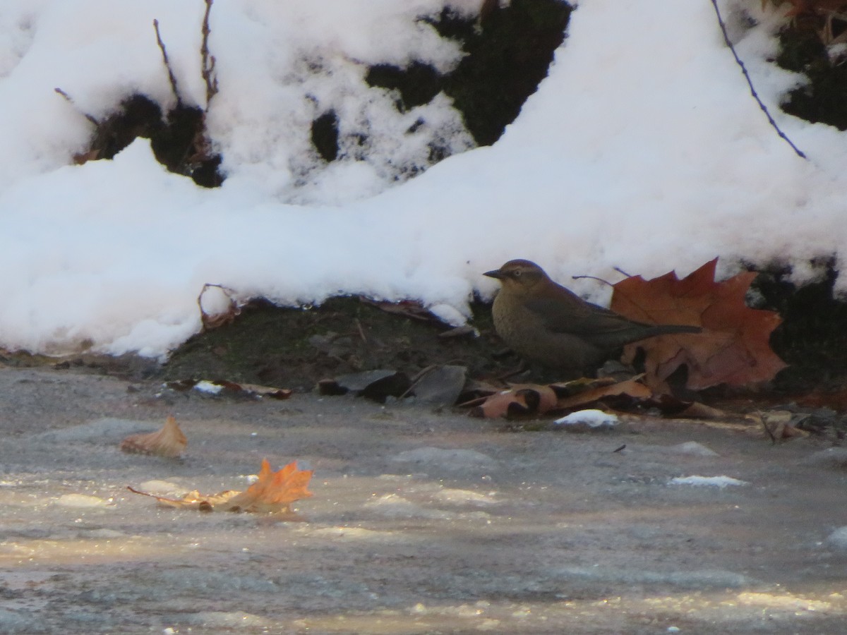 Rusty Blackbird - ML77879291