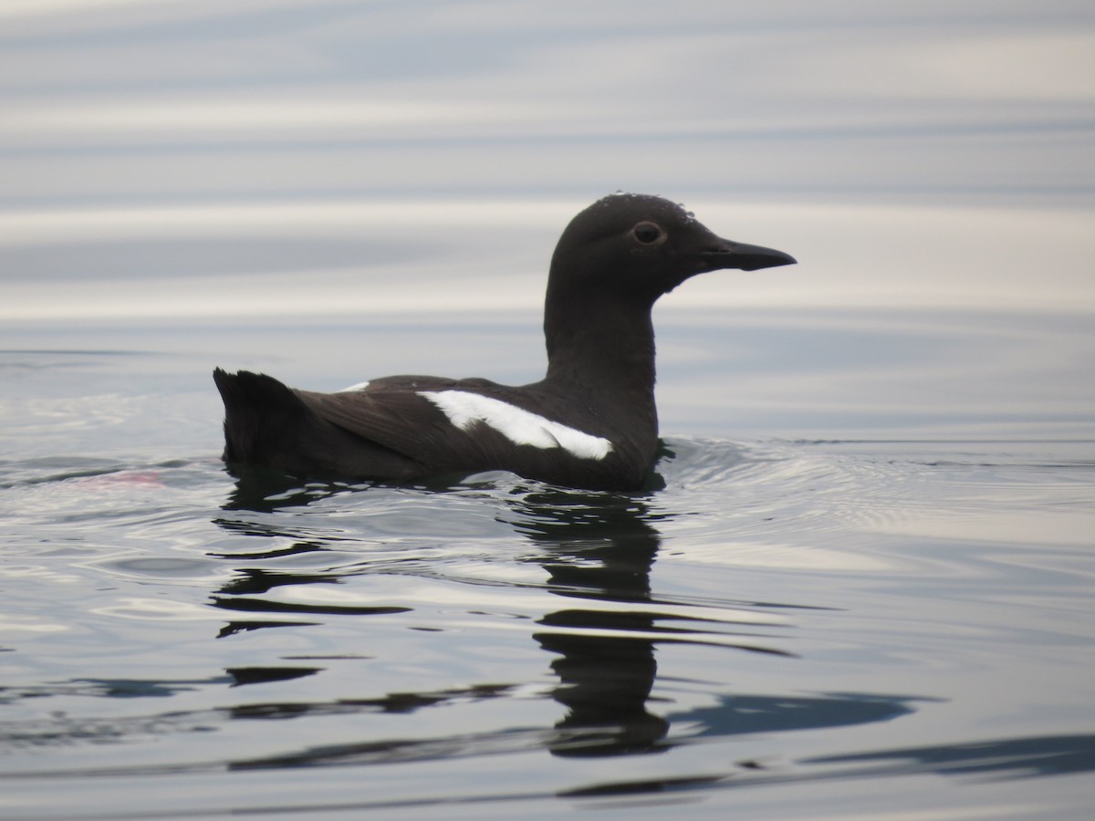 Pigeon Guillemot - ML77879641