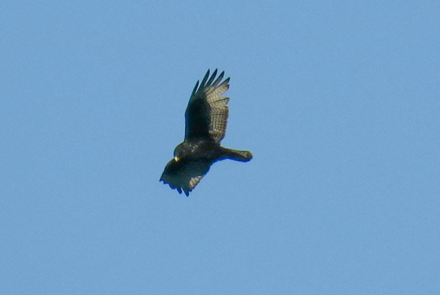 Zone-tailed Hawk - ML77880451