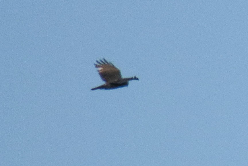 Zone-tailed Hawk - ML77880461