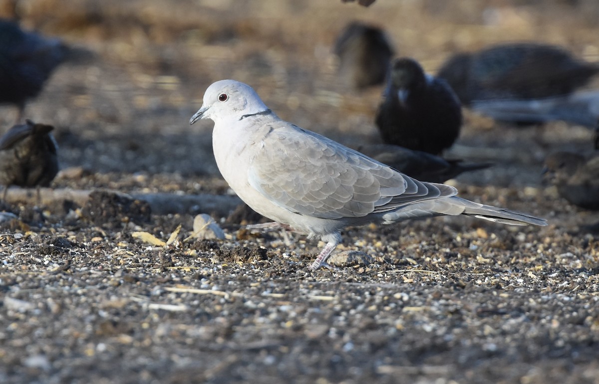 Eurasian Collared-Dove - Andy Reago &  Chrissy McClarren