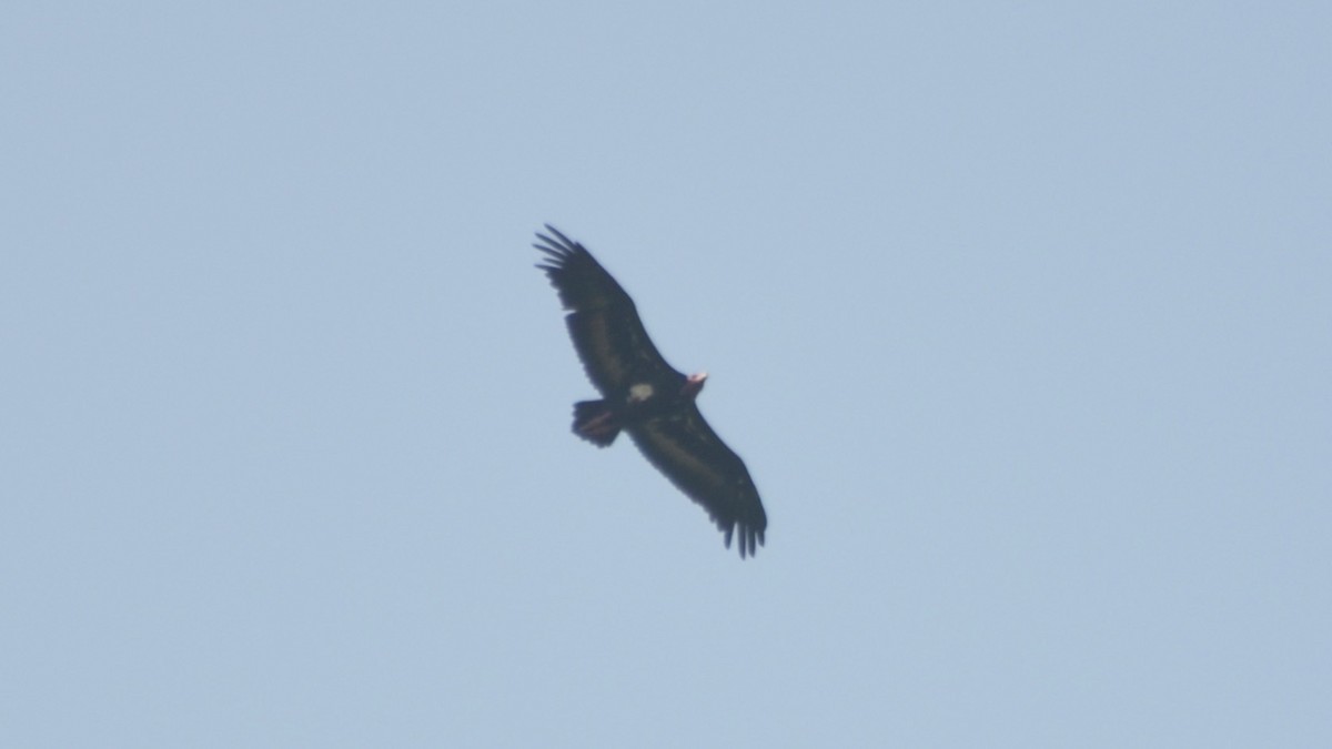Red-headed Vulture - ML77880811