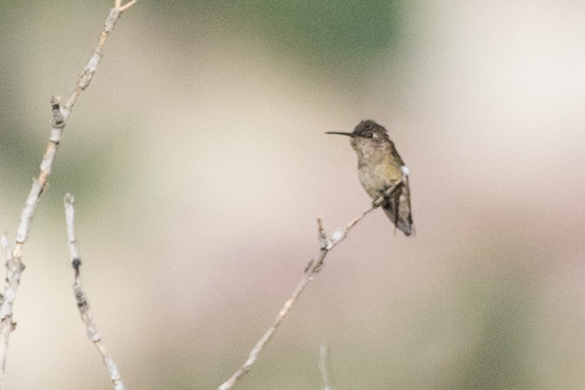 Costa's Hummingbird - Adam Jackson