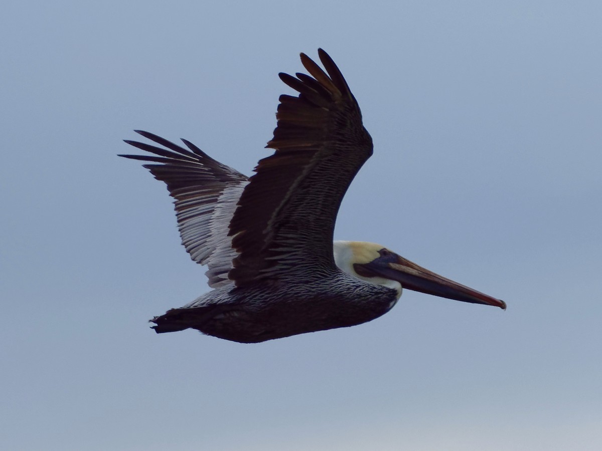pelikán hnědý - ML77882741