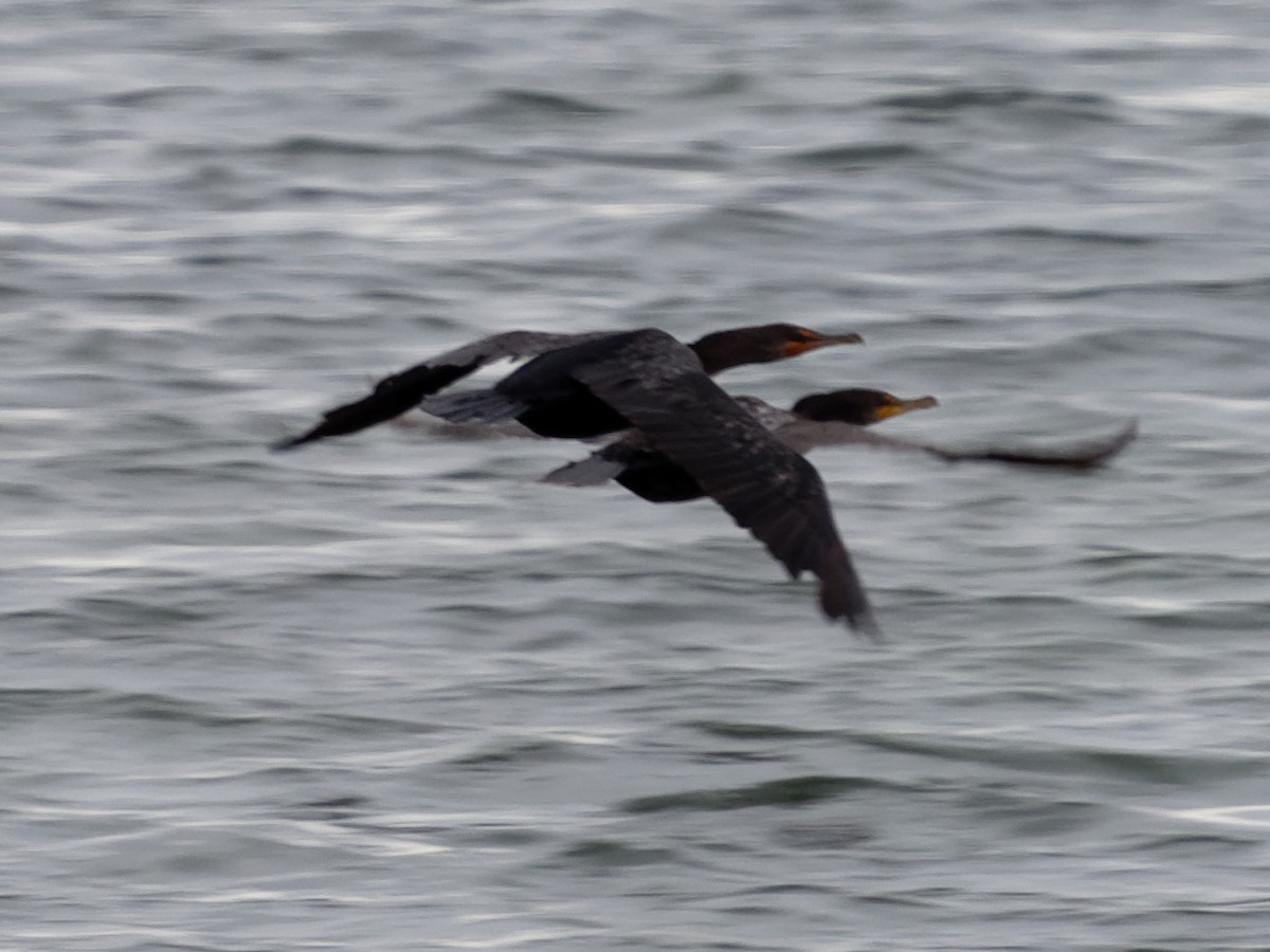 Double-crested Cormorant - ML77882761