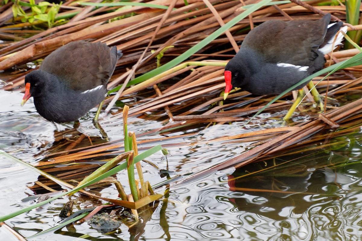 Common Gallinule - ML77882821