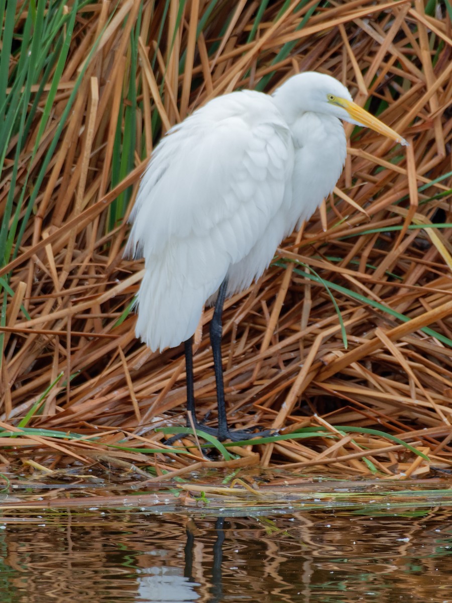 Great Egret - ML77882831