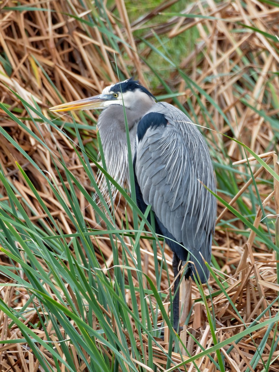 Great Blue Heron - Dina Perry