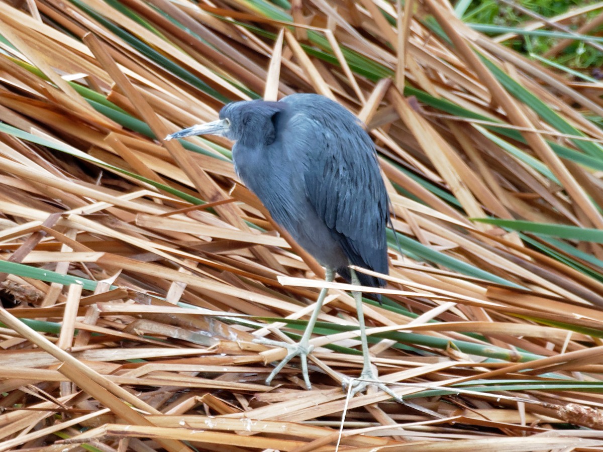 Little Blue Heron - ML77882861