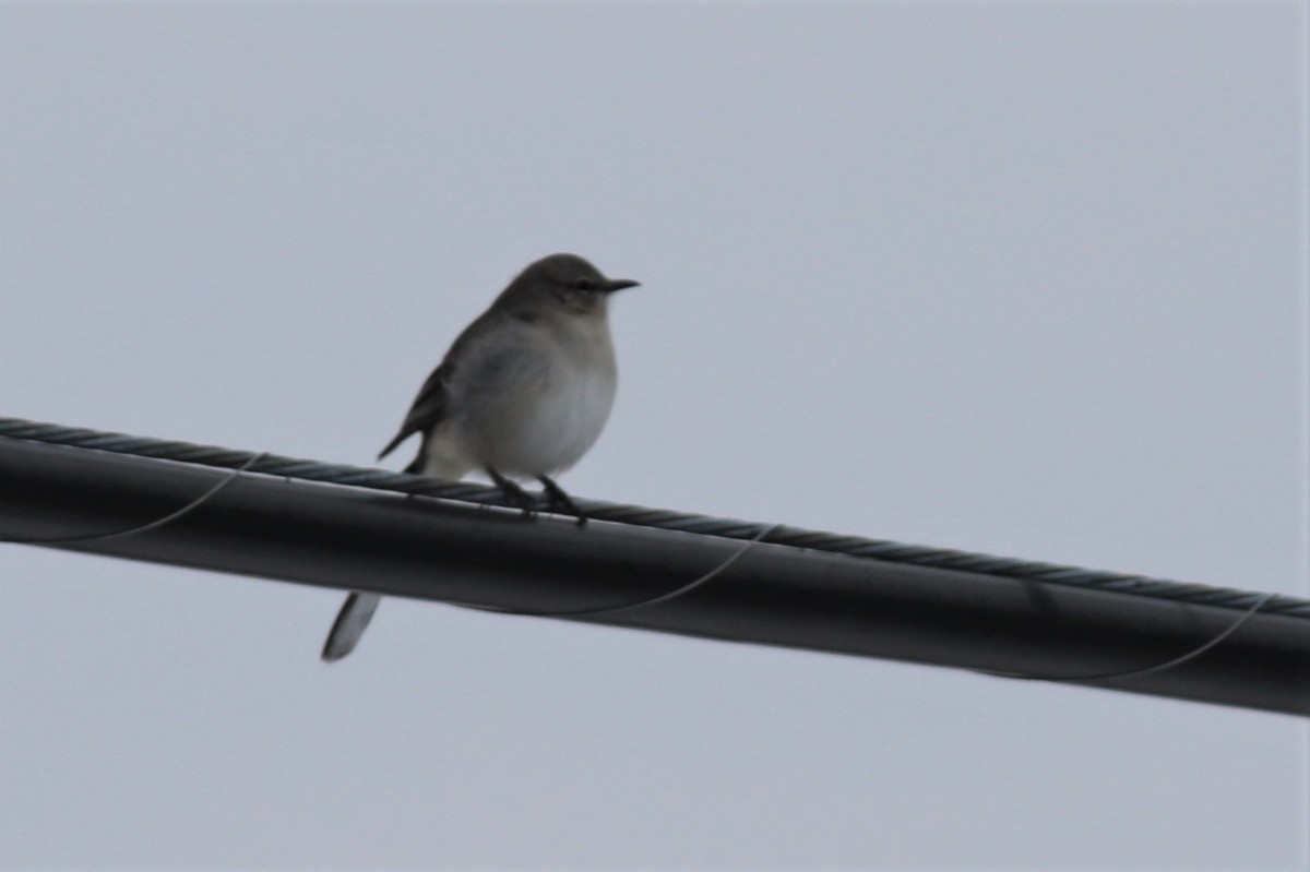 Northern Mockingbird - ML77882871