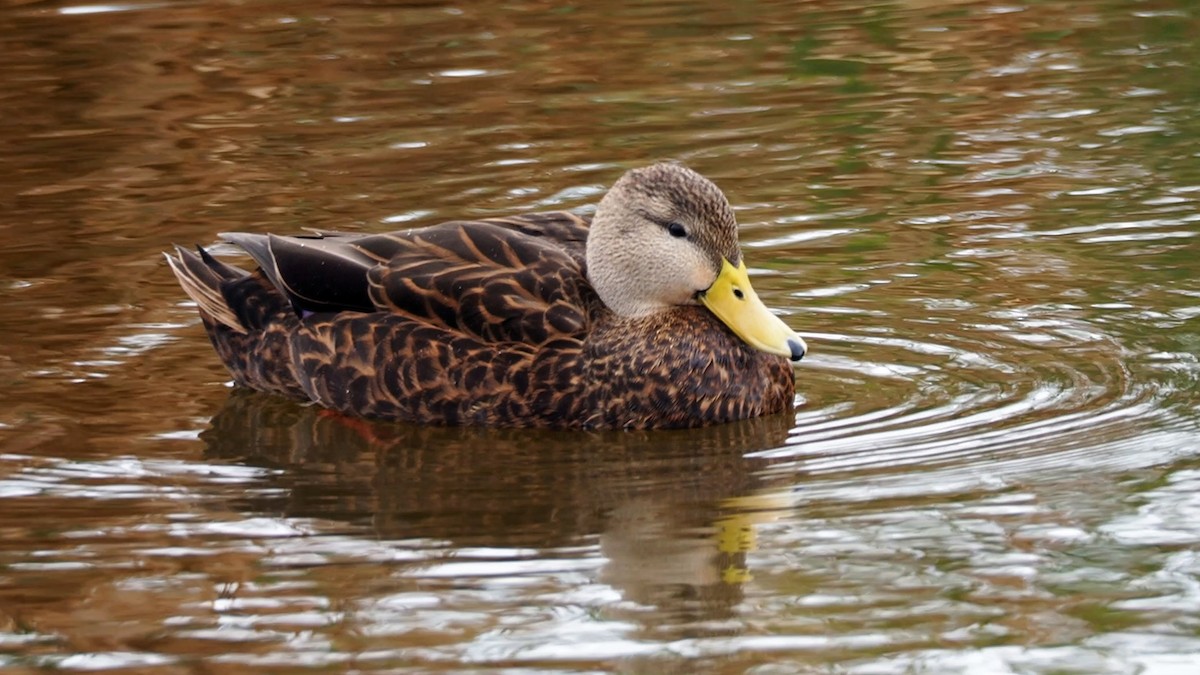 Mottled Duck - ML77882921