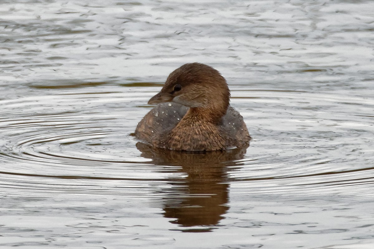 Pied-billed Grebe - ML77882941