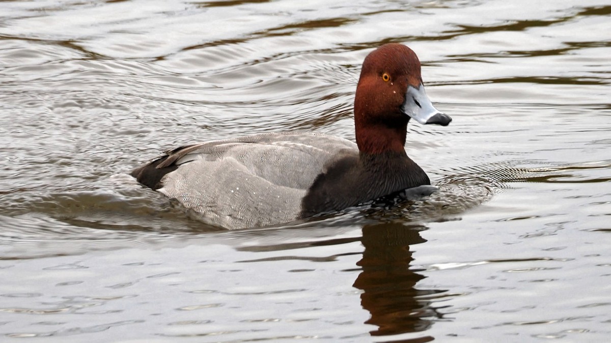 Redhead - ML77882971