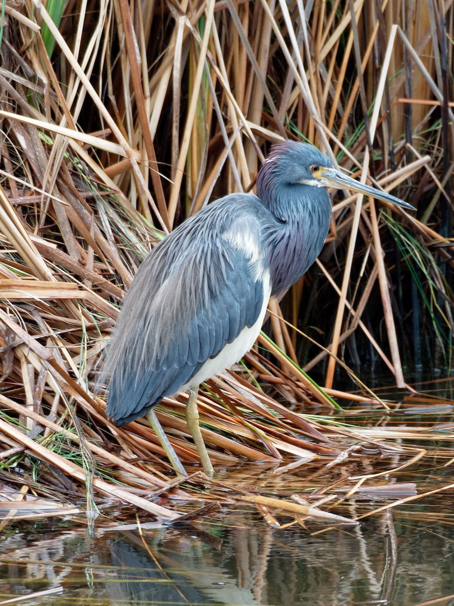 Tricolored Heron - ML77883001