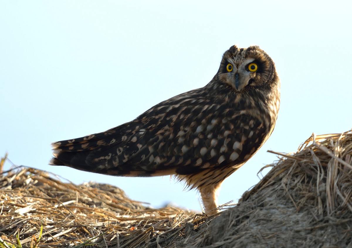 Short-eared Owl - Joseba Azpirotz