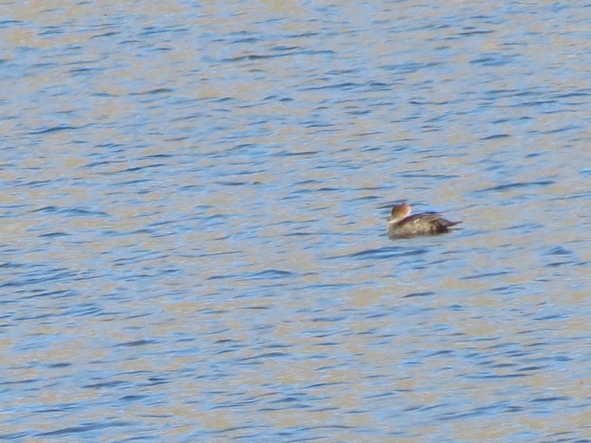 Hooded Merganser - Eric Smith Jr.