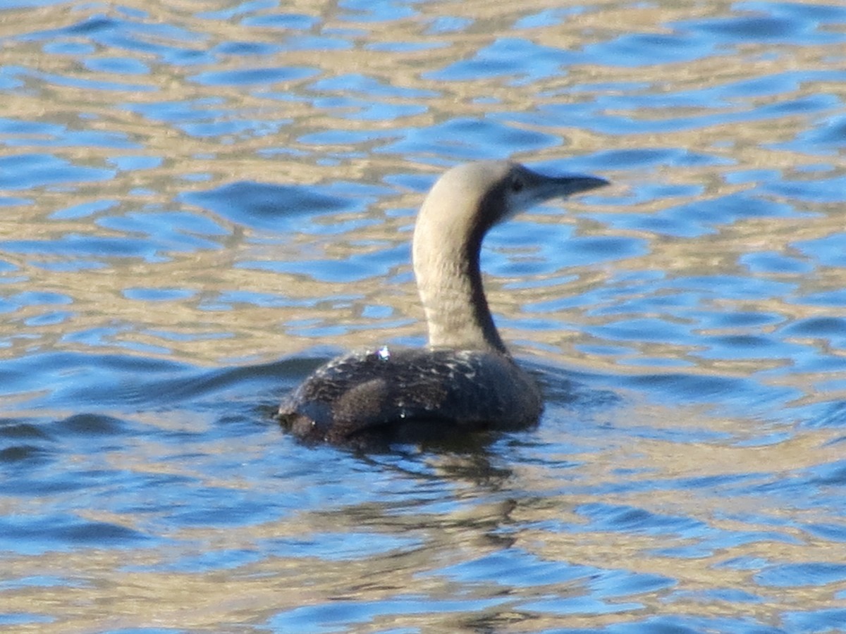 Pacific Loon - ML77884941