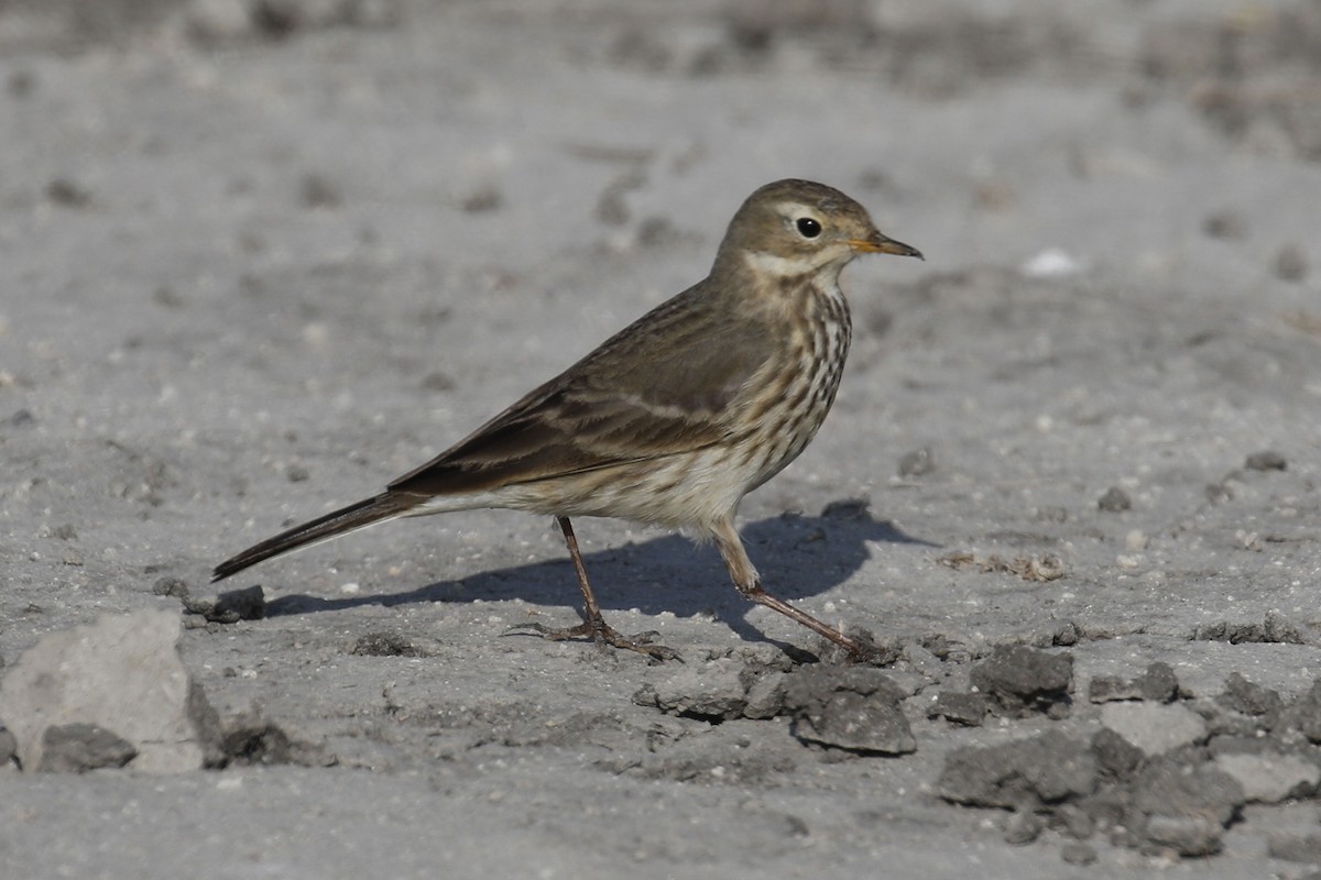 American Pipit - Donna Pomeroy