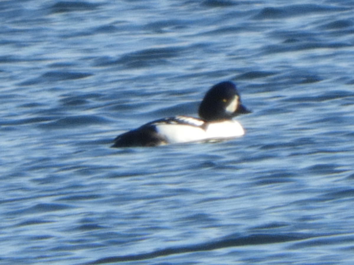 Barrow's Goldeneye - ML77886891