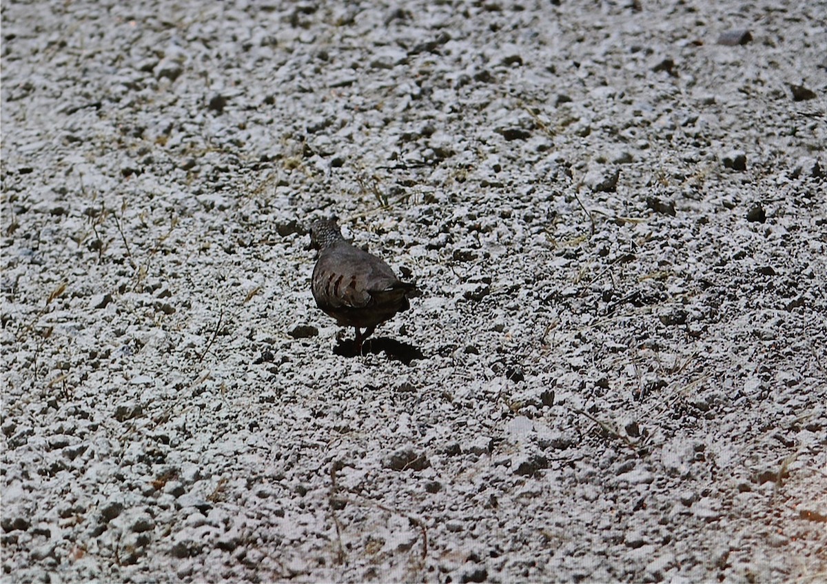 Common Ground Dove - ML77887941