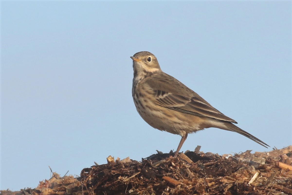 Pipit d'Amérique - ML77888291